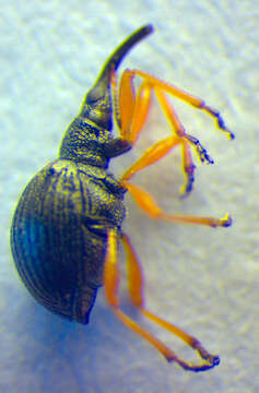 Image of Apionidae