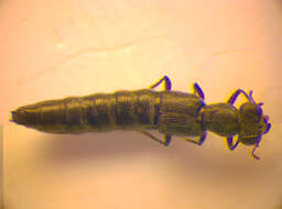 Stenus (Hypostenus) latifrons Erichson 1839 resmi