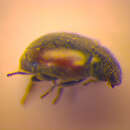 Image of <i>Scymnus limbatus</i>