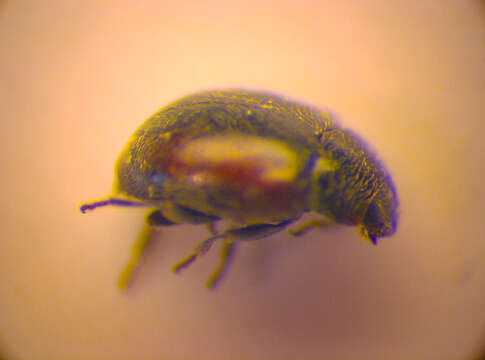 Image de <i>Scymnus limbatus</i>