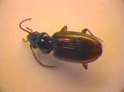 Plancia ëd Bembidion (Philochthus) lunulatum (Geoffroy ex Fourcroy 1785)