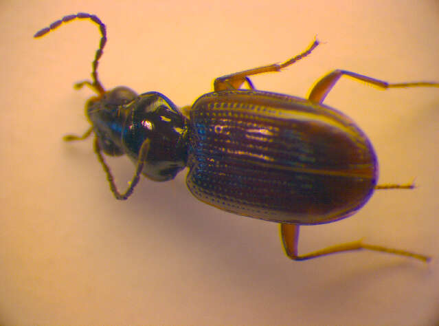 Image of Bembidion (Philochthus) lunulatum (Geoffroy ex Fourcroy 1785)