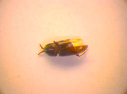 Image of Silken fungus beetle