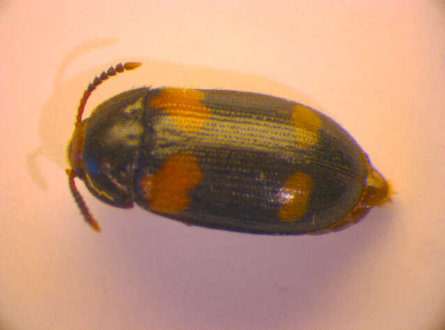 Image of <i>Mycetophagus quadripustulatus</i>