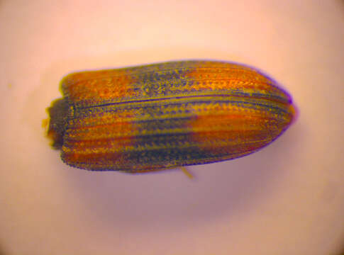 Image of Bark beetle