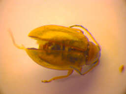 صورة <i>Longitarsus melanocephalus</i>