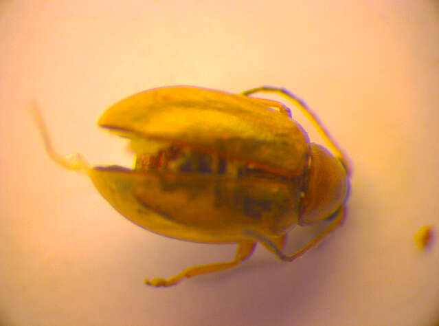 صورة <i>Longitarsus melanocephalus</i>