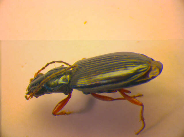 Image of Bembidion (Ocydromus) decorum (Panzer 1799)