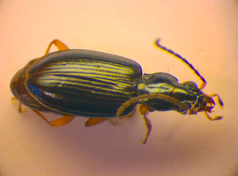 Imagem de Bembidion (Peryphiolus) monticola Sturm 1825