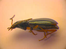 Image of Bembidion (Peryphiolus) monticola Sturm 1825