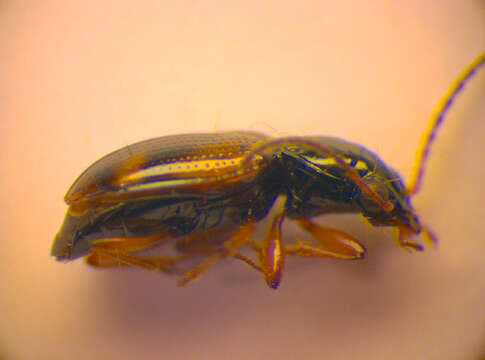 صورة Bembidion (Trepanes) articulatum (Panzer 1796)