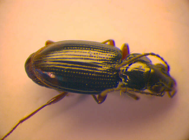 Image of Bembidion (Philochthus) lunulatum (Geoffroy ex Fourcroy 1785)