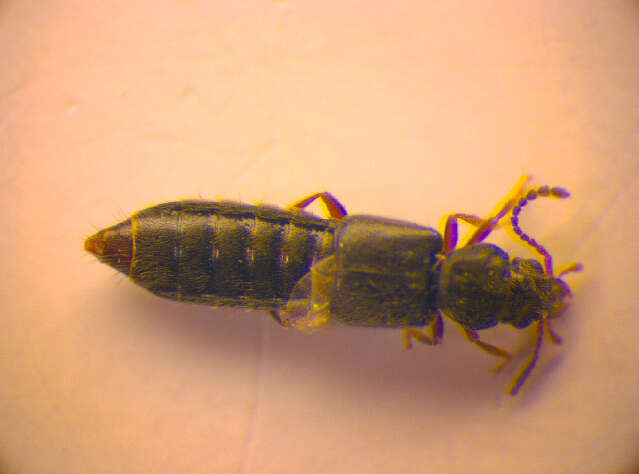 Image of Carpelimus (Paratrogophloeus) similis (Smetana 1967)