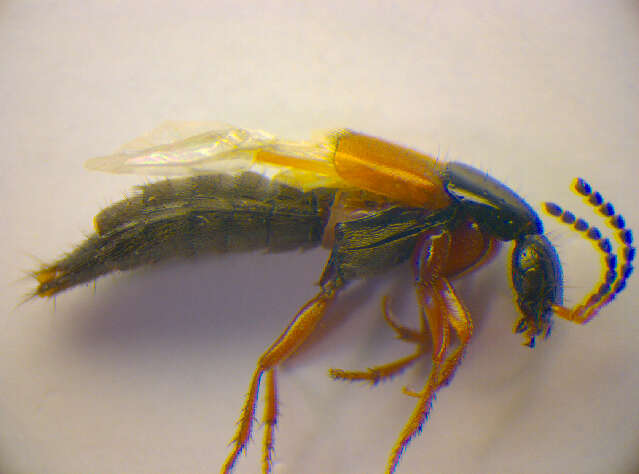 Image of Philonthus (Philonthus) rubripennis Stephens 1832