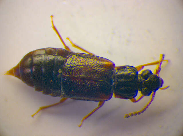 Image of Ocillate rove beetle