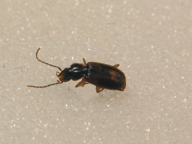 Image of Carabidae