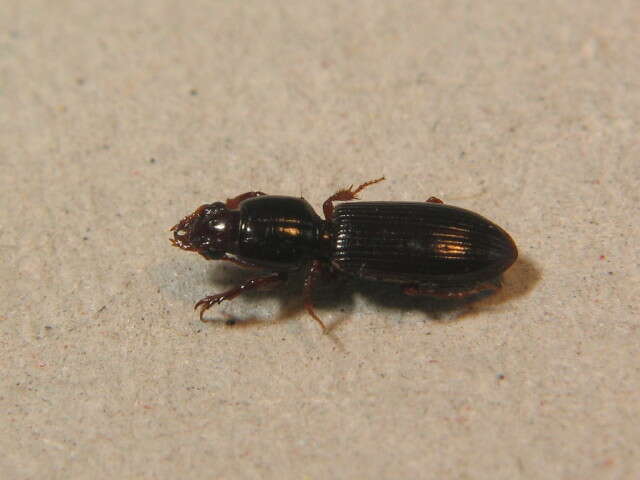 Image of Ground beetle