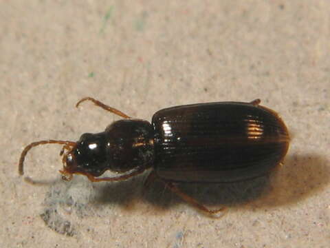 Image of Carabidae