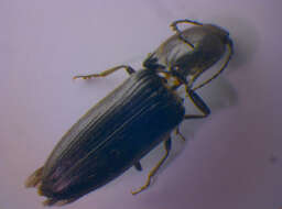 Image of <i>Hemicrepidius hirtus</i>