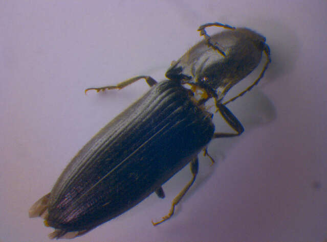 Image of Hemicrepidius