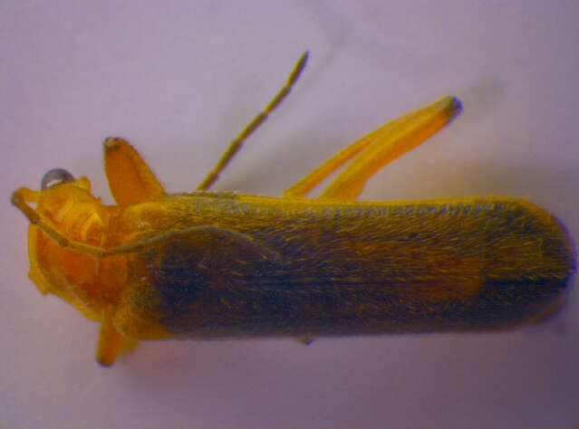 Image of <i>Cantharis cryptica</i>