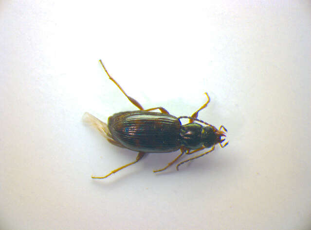 Image of Bembidion (Eupetedromus) dentellum (Thunberg 1787)