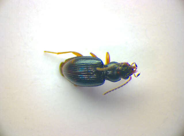 صورة Bembidion (Diplocampa) assimile Gyllenhal 1810