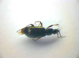 Image of Agonum (Europhilus) micans (Nicolai 1822)