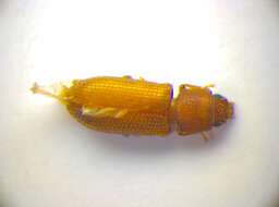 Image of <i>Synchita separanda</i>