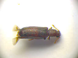 Lyctus cavicollis Le Conte 1866 resmi