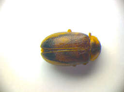 Image of Plate-thigh and Marsh Beetles