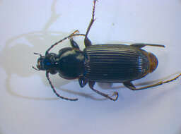 Image of Pterostichus (Pseudomaseus) nigrita (Paykull 1790)