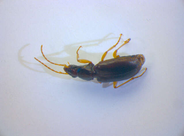 Image of Ground beetle