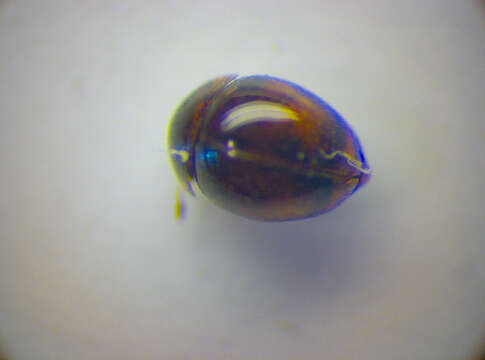 Image of Clambus