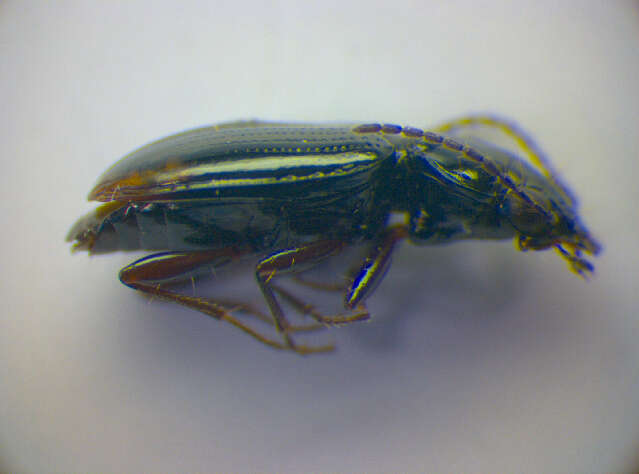 Image of Bembidion (Philochthus) lunulatum (Geoffroy ex Fourcroy 1785)