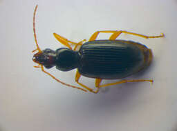 Image of Ground beetle