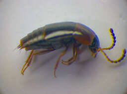 Imagem de Tachinus (Tachinus) corticinus Gravenhorst 1802