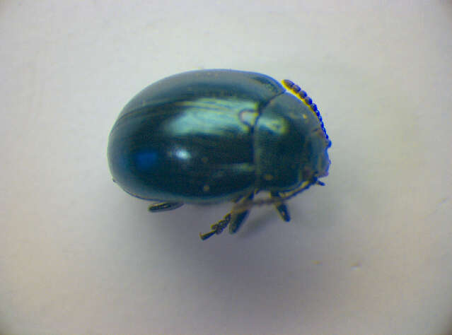 صورة Phaedon (Phaedon) armoraciae (Linnaeus 1758)