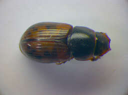 Image of <i>Aphodius maculatus</i>