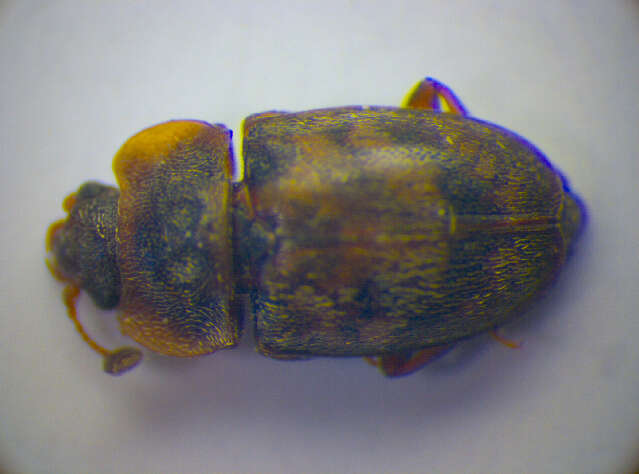 Image of Sap beetle