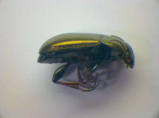 Image de Harpalus (Harpalus) autumnalis (Duftschmid 1812)