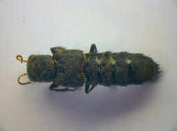 Image of Platydracus (Platydracus) stercorarius (Olivier & A. G. 1795)