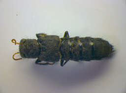 Image of Ontholestes