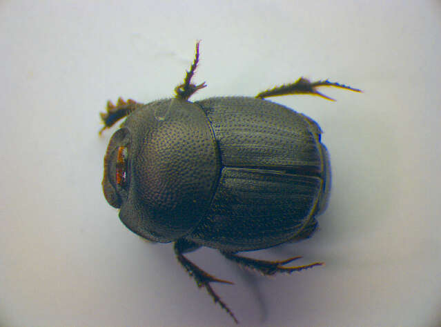 Image of Onthophagus (Palaeonthophagus) ovatus (Linnaeus 1767)