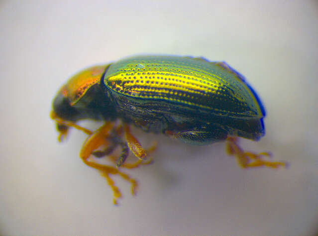 Image of Willow Flea Beetle