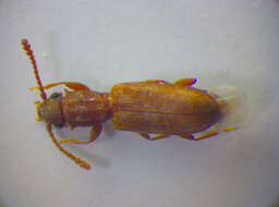 Image of Beetle