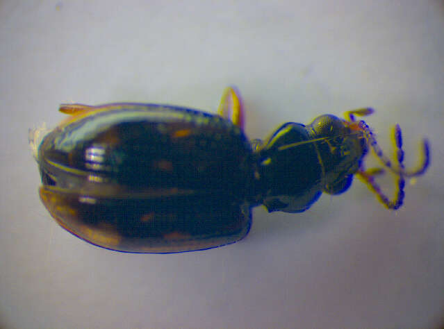 Image of Bembidion (Trepanes) octomaculatum (Goeze 1777)