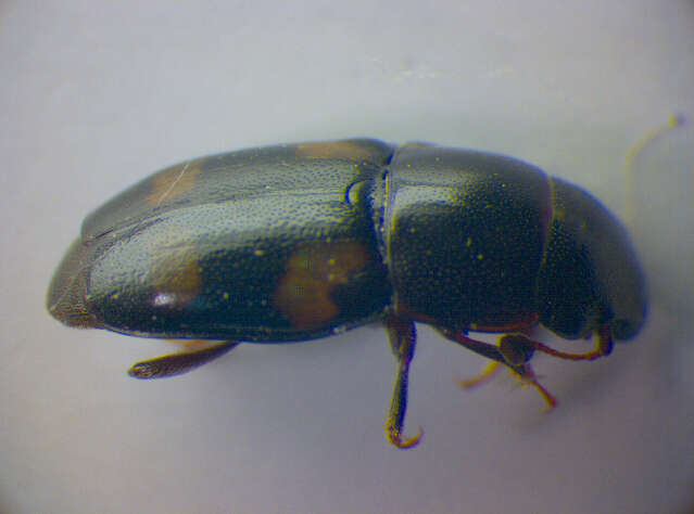 Image of Four-spotted Sap Beetle