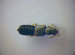 Imagem de <i>Carpelimus subtilicornis</i>