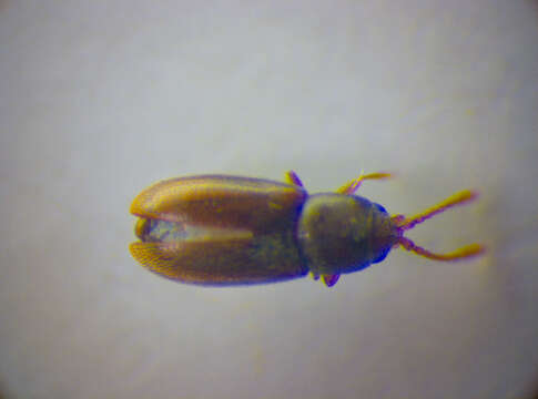 Image of Silken fungus beetle